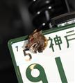 HOWLINGWOLF BY FULLMOON NumberBolt /STRENGTH -力-